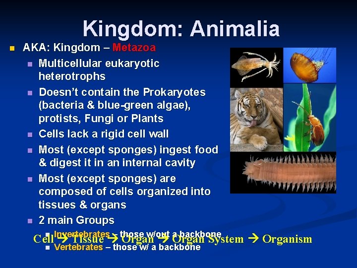 Kingdom: Animalia n AKA: Kingdom – Metazoa n Multicellular eukaryotic heterotrophs n Doesn’t contain