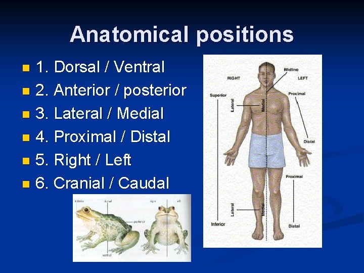 Anatomical positions 1. Dorsal / Ventral n 2. Anterior / posterior n 3. Lateral