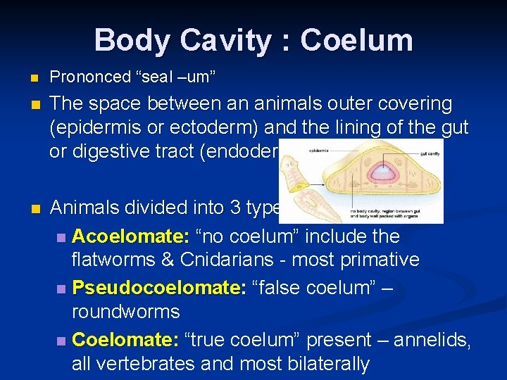 Body Cavity : Coelum n Prononced “seal –um” n The space between an animals