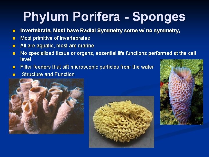 Phylum Porifera - Sponges n n n Invertebrate, Most have Radial Symmetry some w/