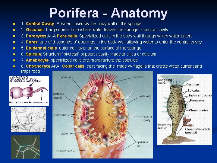 Porifera - Anatomy n n n n 1. Central Cavity: Area enclosed by the