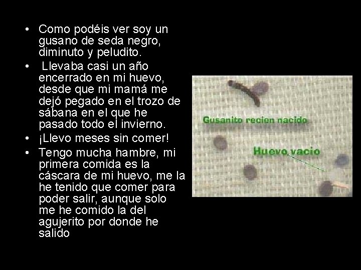  • Como podéis ver soy un gusano de seda negro, diminuto y peludito.