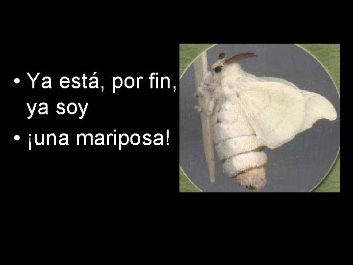  • Ya está, por fin, ya soy • ¡una mariposa! 