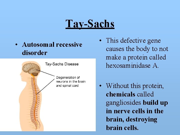Tay-Sachs • Autosomal recessive disorder • This defective gene causes the body to not