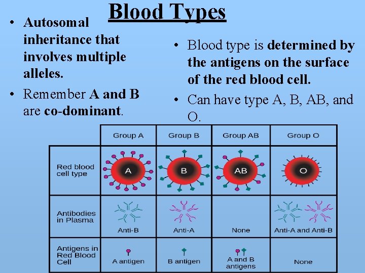 Blood Types • Autosomal inheritance that involves multiple alleles. • Remember A and B