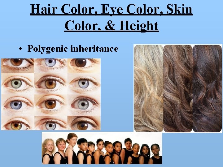 Hair Color, Eye Color, Skin Color, & Height • Polygenic inheritance 