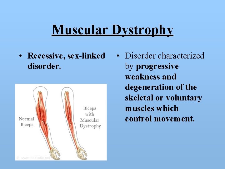 Muscular Dystrophy • Recessive, sex-linked disorder. • Disorder characterized by progressive weakness and degeneration