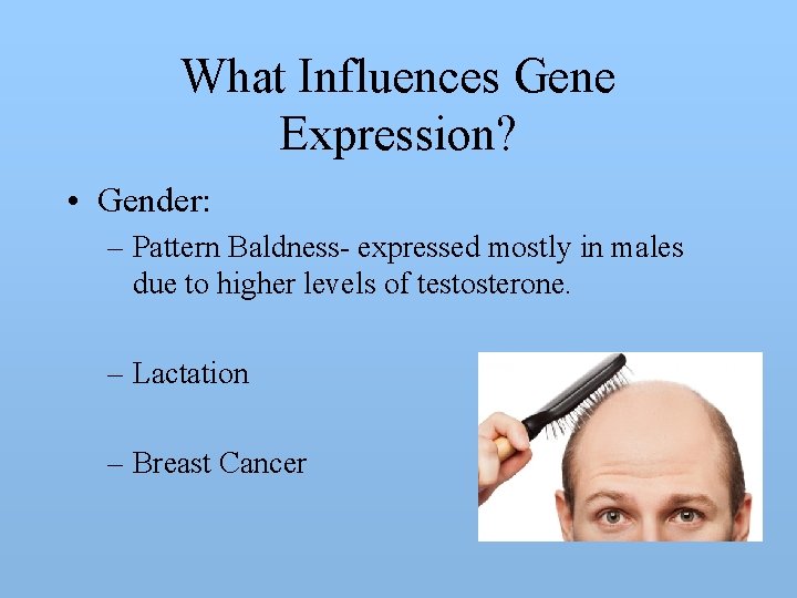 What Influences Gene Expression? • Gender: – Pattern Baldness- expressed mostly in males due