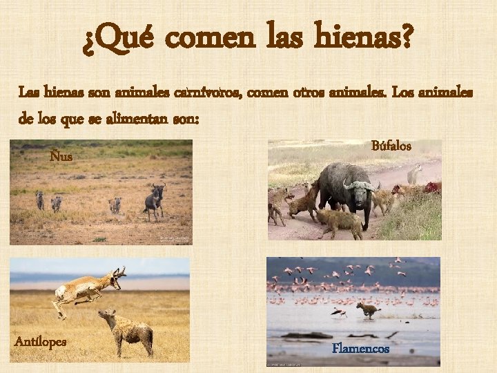 ¿Qué comen las hienas? Las hienas son animales carnívoros, comen otros animales. Los animales