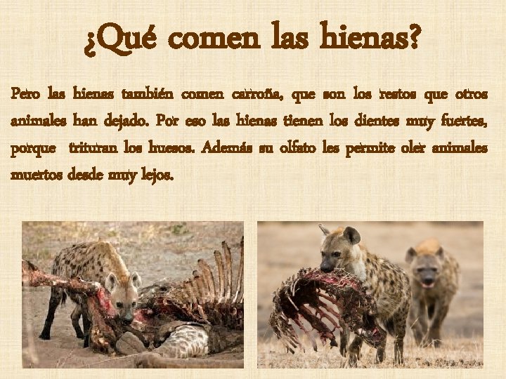 ¿Qué comen las hienas? Pero las hienas también comen carroña, que son los restos