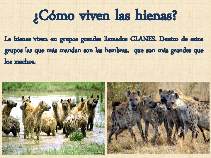 ¿Cómo viven las hienas? La hienas viven en grupos grandes llamados CLANES. Dentro de