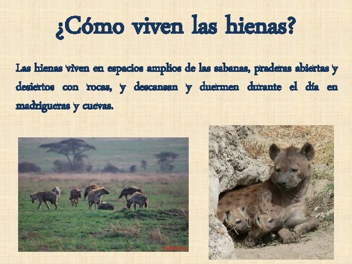 ¿Cómo viven las hienas? Las hienas viven en espacios amplios de las sabanas, praderas