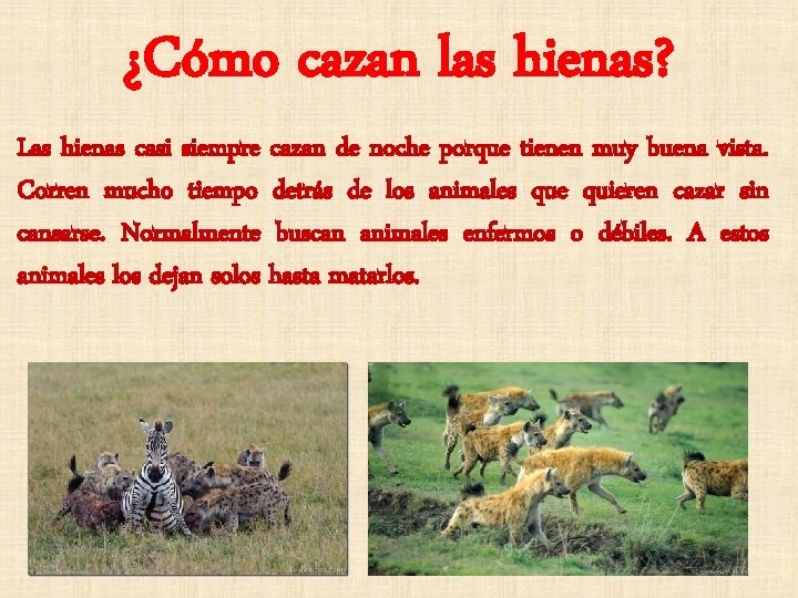 ¿Cómo cazan las hienas? Las hienas casi siempre cazan de noche porque tienen muy