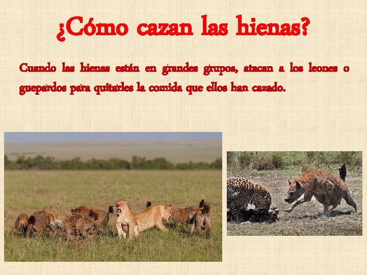 ¿Cómo cazan las hienas? Cuando las hienas están en grandes grupos, atacan a los
