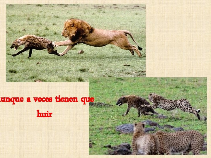 Aunque a veces tienen que huir 