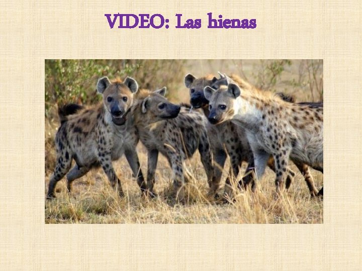 VIDEO: Las hienas 