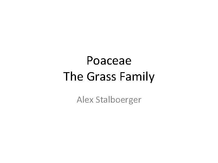 Poaceae The Grass Family Alex Stalboerger 