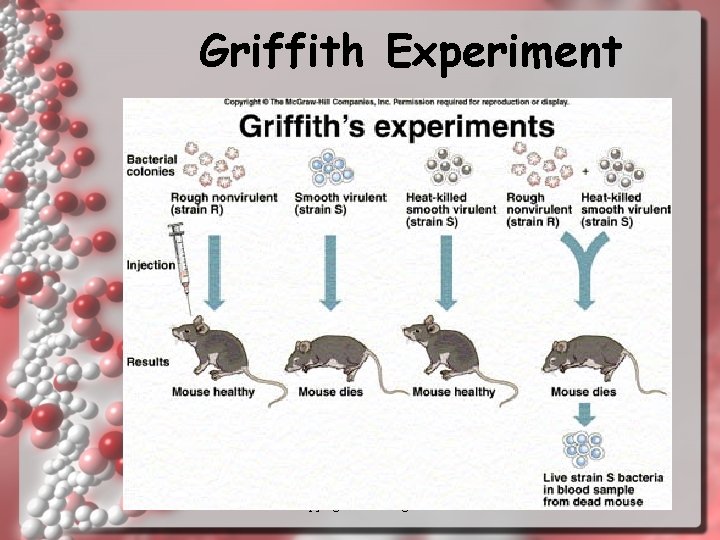 Griffith Experiment copyright cmassengale 10 