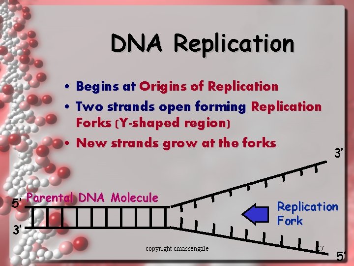 DNA Replication • Begins at Origins of Replication • Two strands open forming Replication