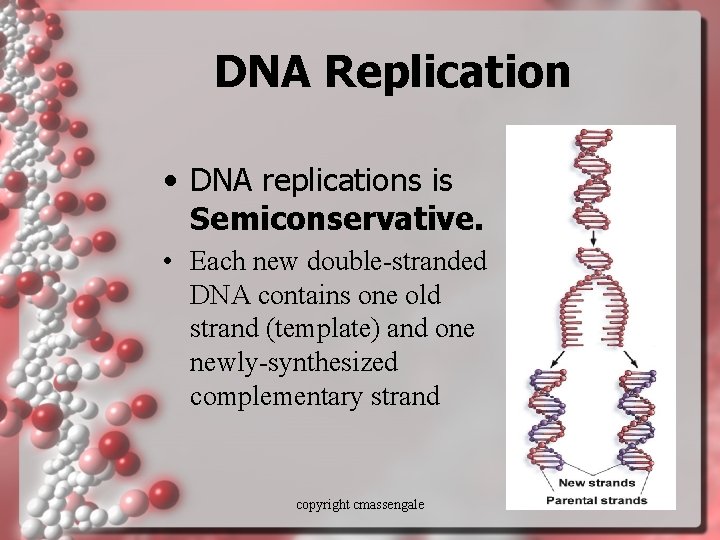 DNA Replication • DNA replications is Semiconservative. • Each new double-stranded DNA contains one