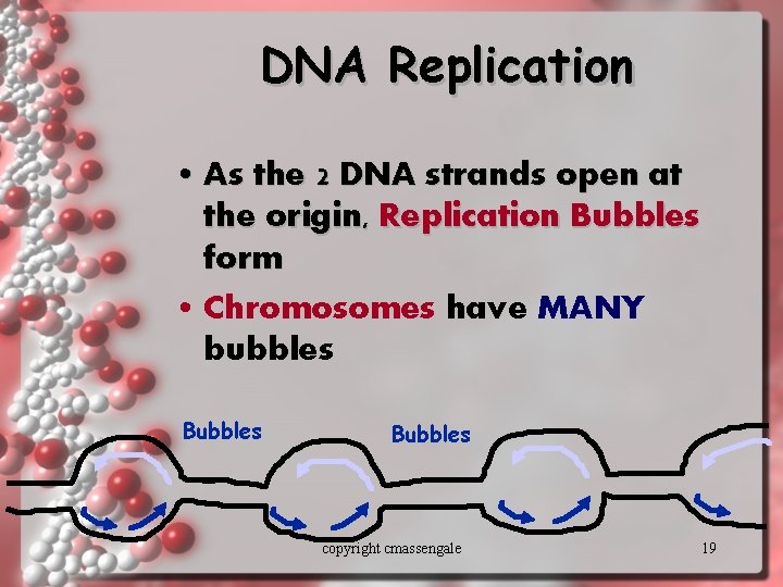 DNA Replication • As the 2 DNA strands open at the origin, Replication Bubbles