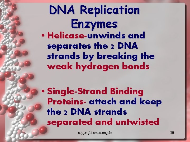 DNA Replication Enzymes • Helicase-unwinds and separates the 2 DNA strands by breaking the