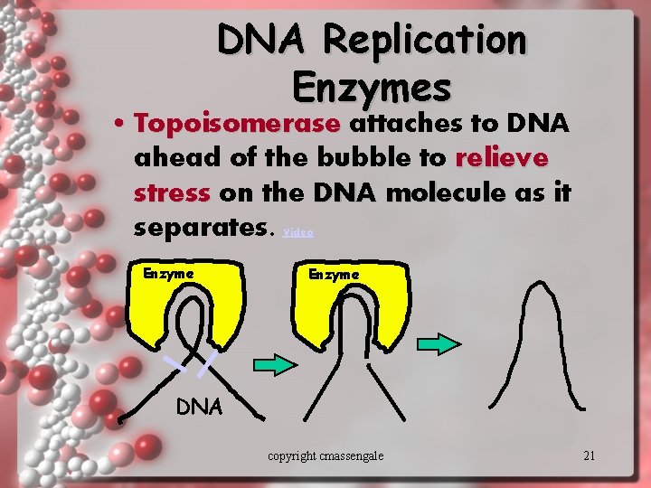 DNA Replication Enzymes • Topoisomerase attaches to DNA ahead of the bubble to relieve