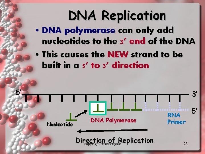 DNA Replication • DNA polymerase can only add nucleotides to the 3’ end of