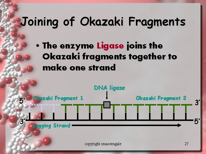 Joining of Okazaki Fragments • The enzyme Ligase joins the Okazaki fragments together to