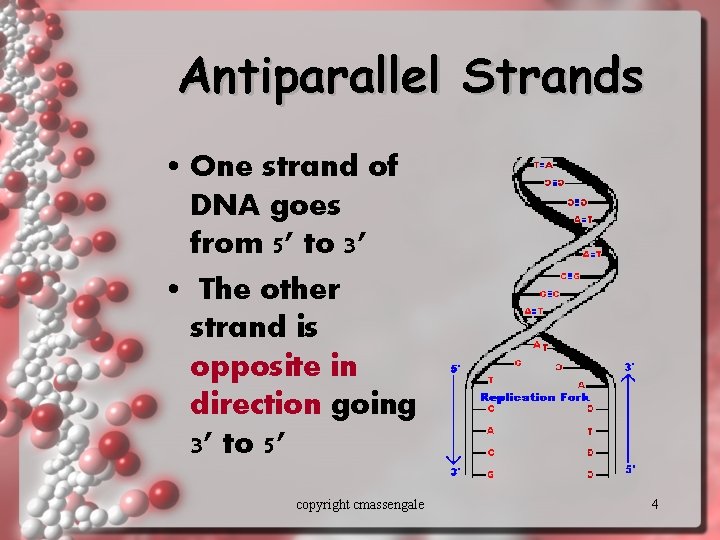 Antiparallel Strands • One strand of DNA goes from 5’ to 3’ • The