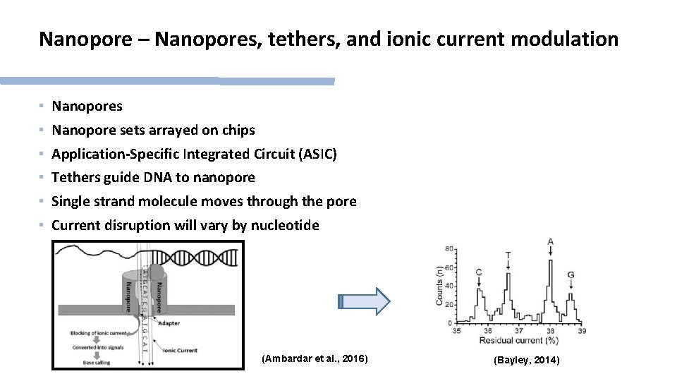 Nanopore – Nanopores, tethers, and ionic current modulation ▪ Nanopores ▪ Nanopore sets arrayed