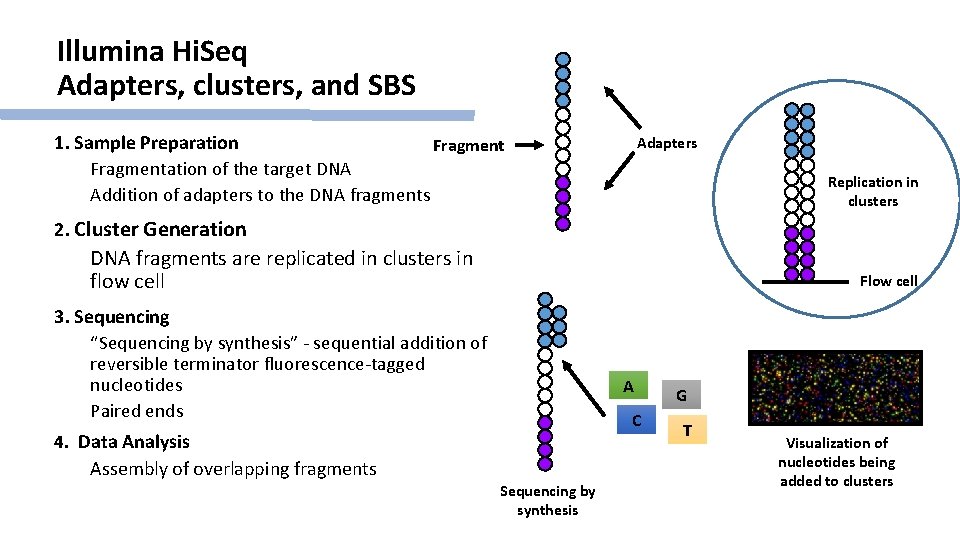 Illumina Hi. Seq Adapters, clusters, and SBS 1. Sample Preparation Fragmentation of the target