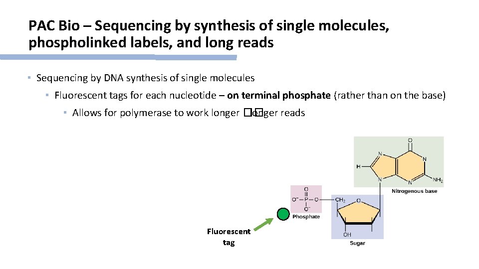 PAC Bio – Sequencing by synthesis of single molecules, phospholinked labels, and long reads