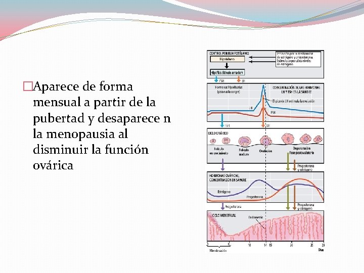 �Aparece de forma mensual a partir de la pubertad y desaparece n la menopausia �Aparece de forma mensual a partir de la pubertad y desaparece n la menopausia