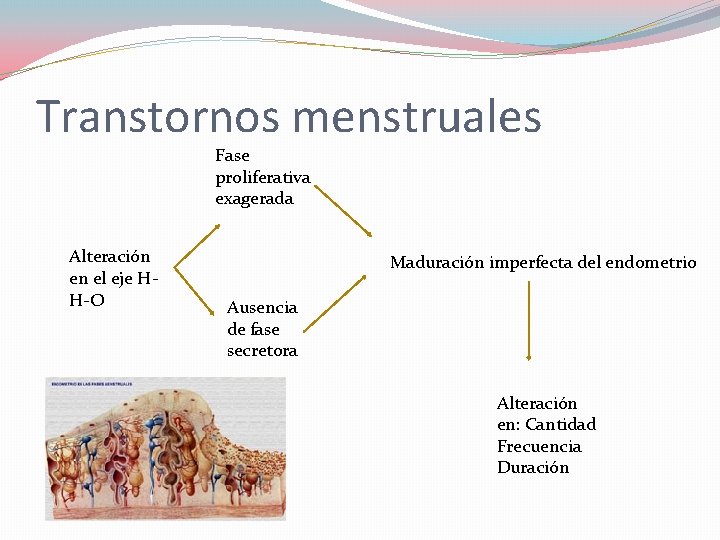 Transtornos menstruales Fase proliferativa exagerada Alteración en el eje HH-O Maduración imperfecta del endometrio Transtornos menstruales Fase proliferativa exagerada Alteración en el eje HH-O Maduración imperfecta del endometrio