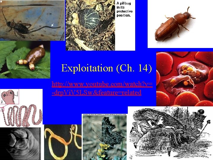 Exploitation (Ch. 14) http: //www. youtube. com/watch? v= -drp. Vi. V 5 LSw&feature=related 