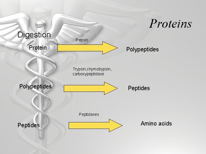 Digestion Proteins Pepsin Protein Polypeptides Trypsin, chymotrypsin, carboxypeptidase Polypeptides Peptidases Peptides Amino acids 