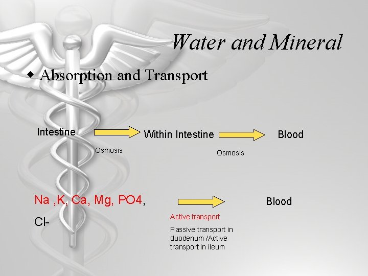 Water and Mineral w Absorption and Transport Intestine Within Intestine Osmosis Blood Osmosis Na
