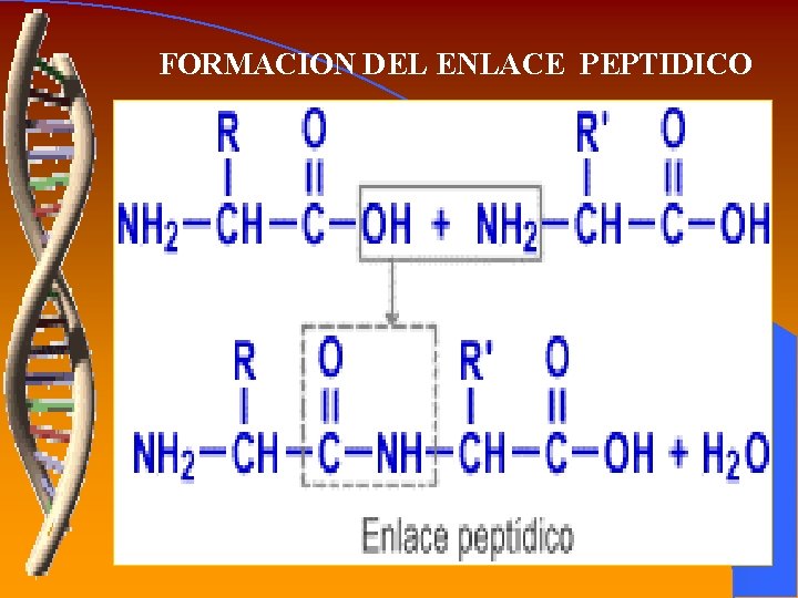 FORMACION DEL ENLACE PEPTIDICO 