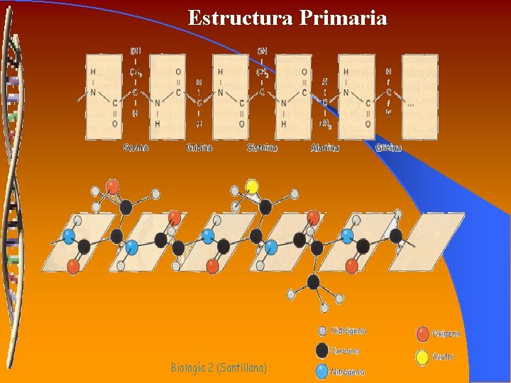 Estructura Primaria 