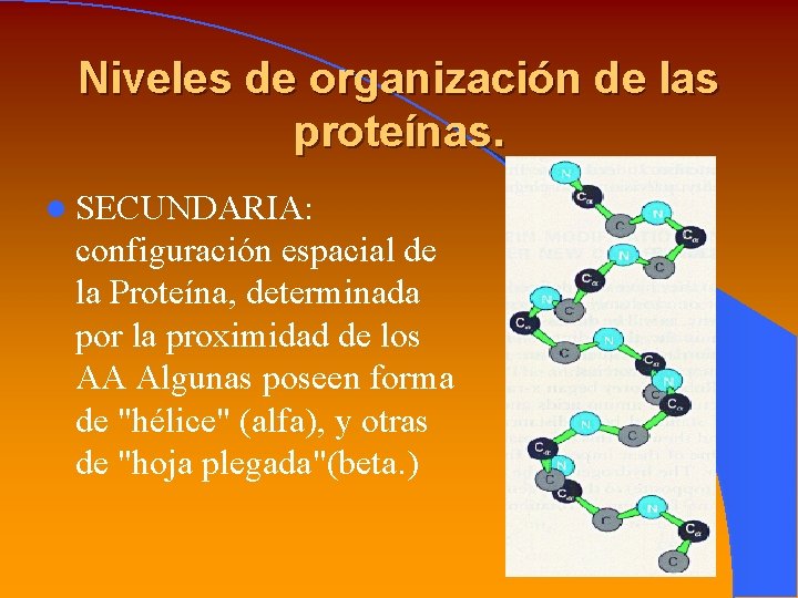 Niveles de organización de las proteínas. l SECUNDARIA: configuración espacial de la Proteína, determinada