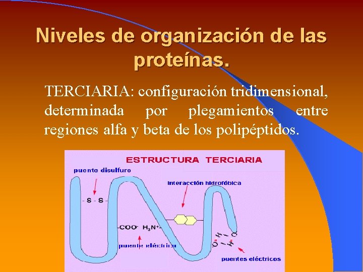 Niveles de organización de las proteínas. TERCIARIA: configuración tridimensional, determinada por plegamientos entre regiones