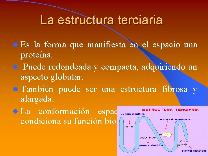 La estructura terciaria l Es la forma que manifiesta en el espacio una proteína.