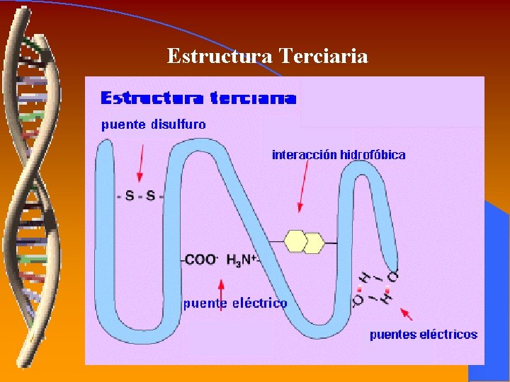 Estructura Terciaria 