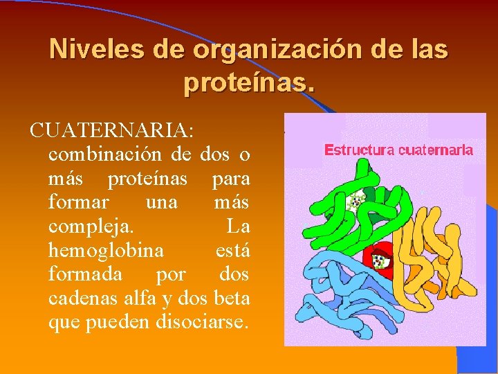 Niveles de organización de las proteínas. CUATERNARIA: combinación de dos o más proteínas para