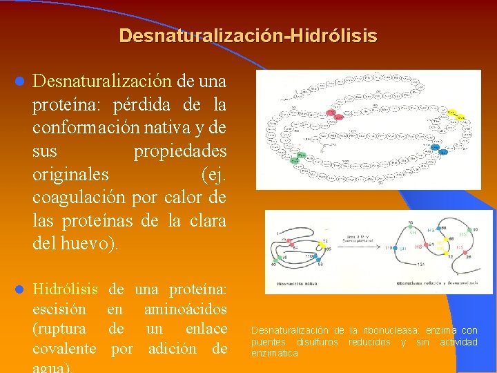 Desnaturalización-Hidrólisis l Desnaturalización de una proteína: pérdida de la conformación nativa y de sus