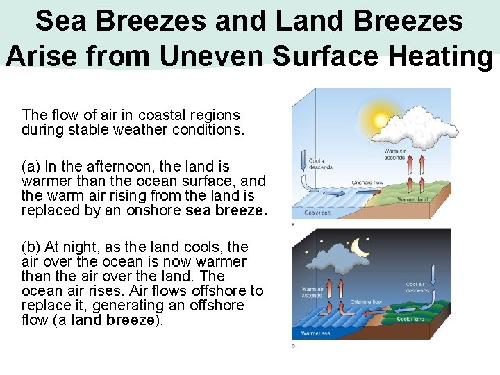 Sea Breezes and Land Breezes Arise from Uneven Surface Heating The flow of air Sea Breezes and Land Breezes Arise from Uneven Surface Heating The flow of air