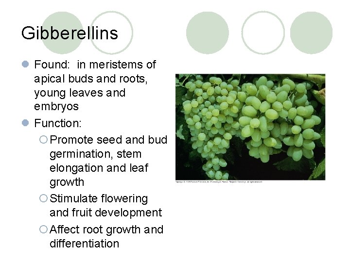 Gibberellins l Found: in meristems of apical buds and roots, young leaves and embryos