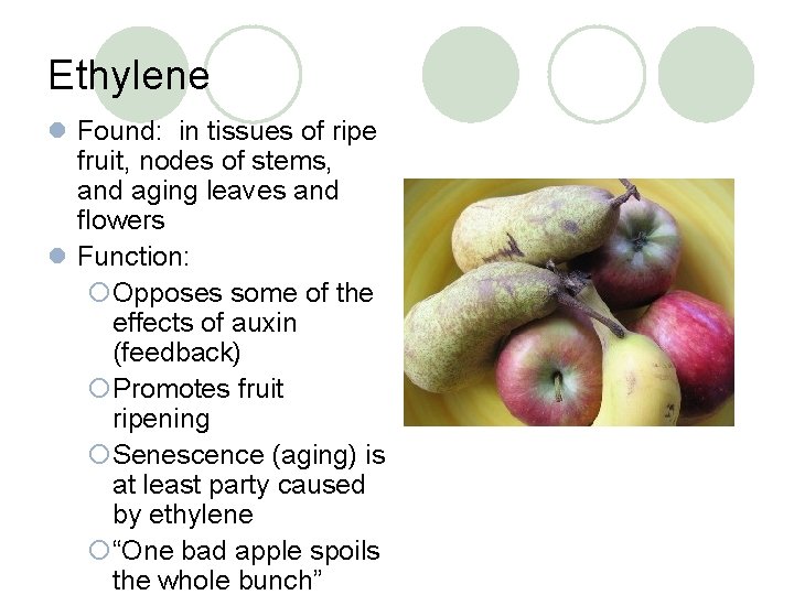Ethylene l Found: in tissues of ripe fruit, nodes of stems, and aging leaves