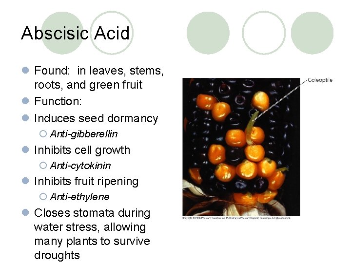 Abscisic Acid l Found: in leaves, stems, roots, and green fruit l Function: l